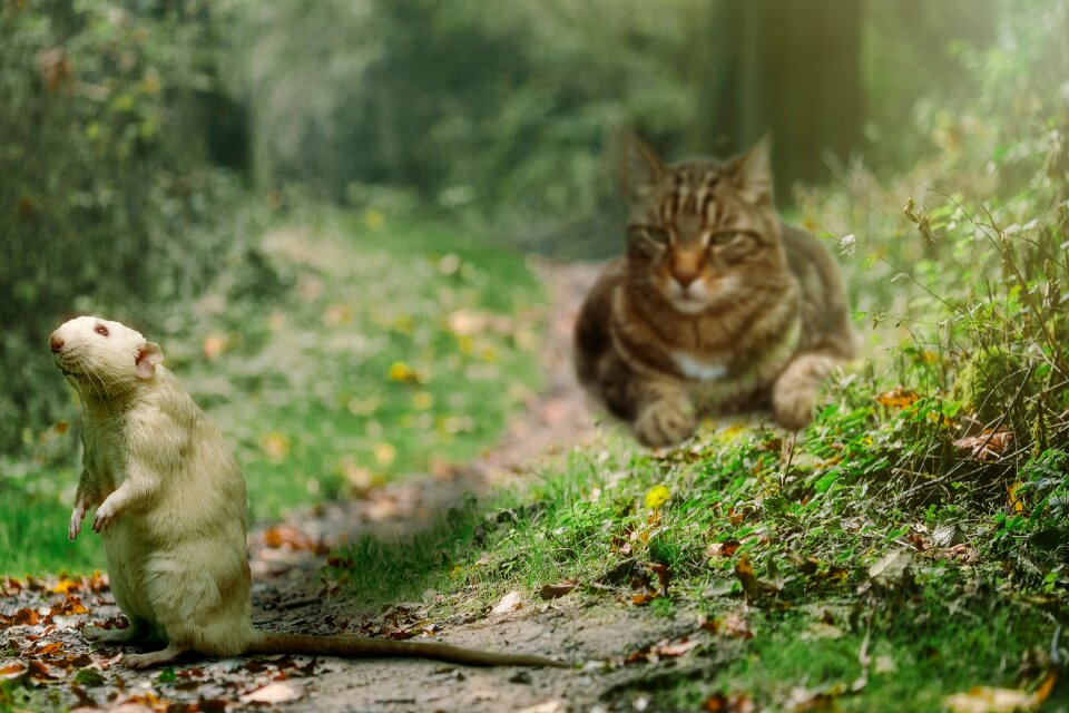 Forest animals funny