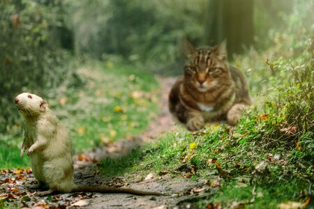 Forest animals funny