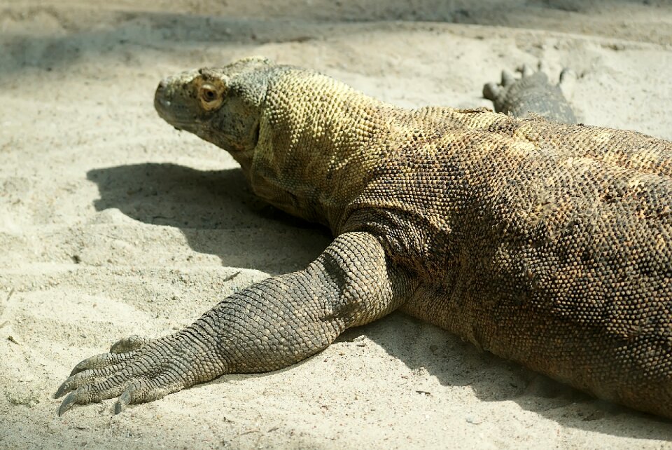 Large big predator