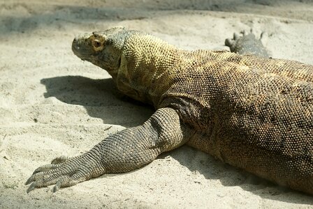 Large big predator