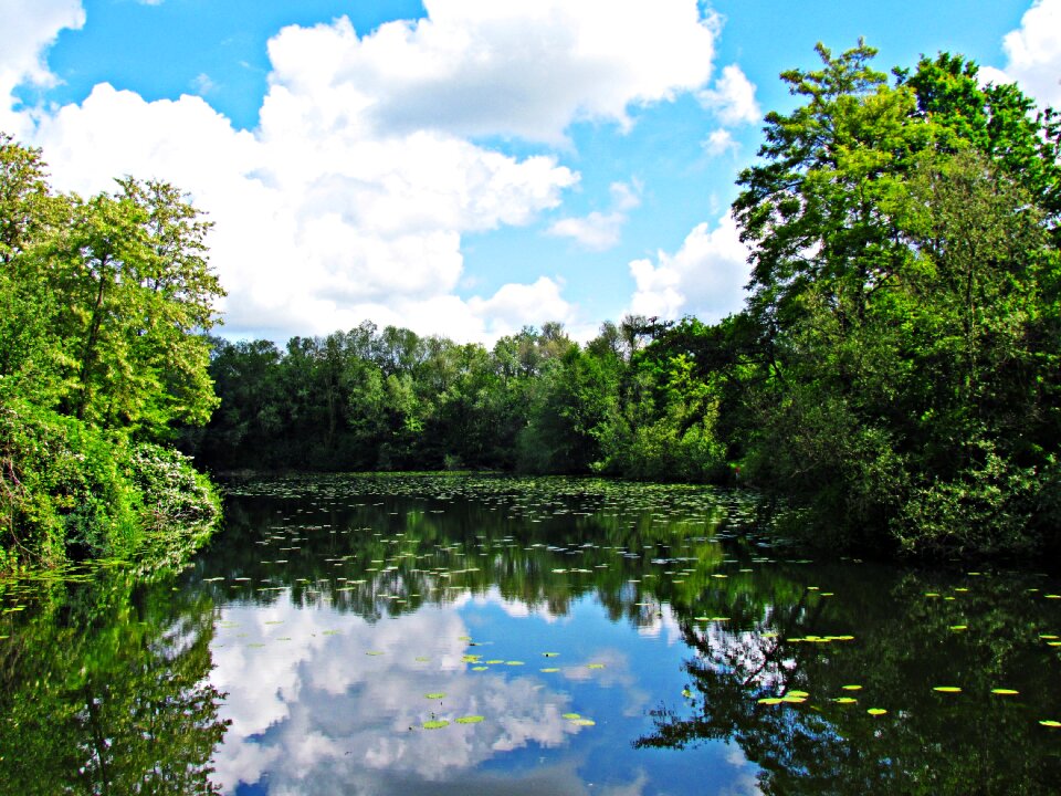 Tree landscape lake
