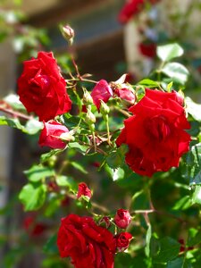 Red roses love romance photo