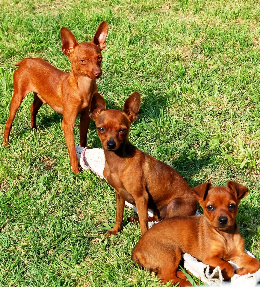 The lupe hatchery dog