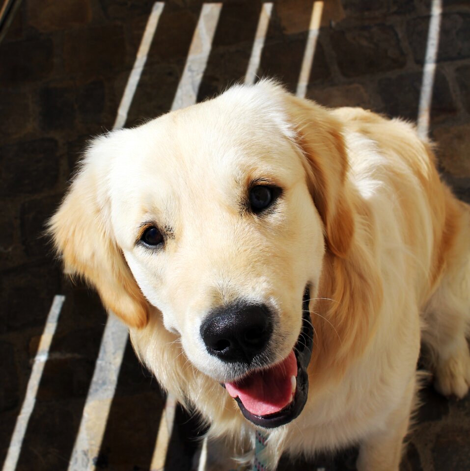 Pet domestic animal male