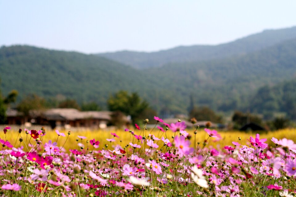 Flowers cosmos in autumn