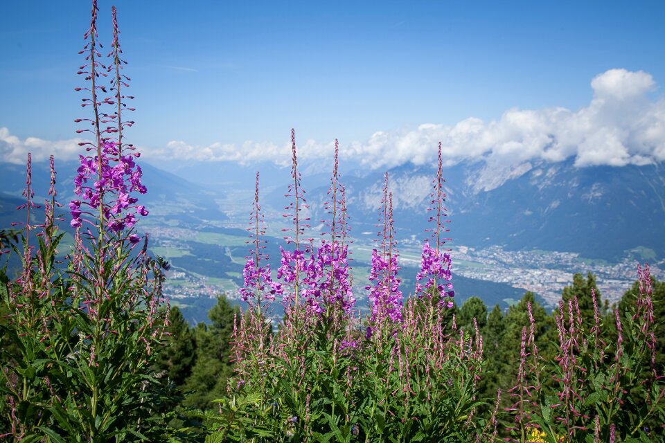 Summer nature meadow