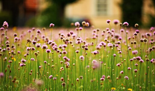 Bloom summer meadow flower meadow