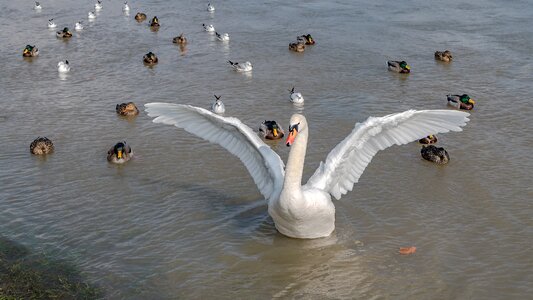 Waterfowl water bird elegant