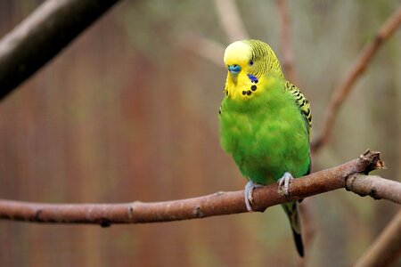 Animals ziervogel feather