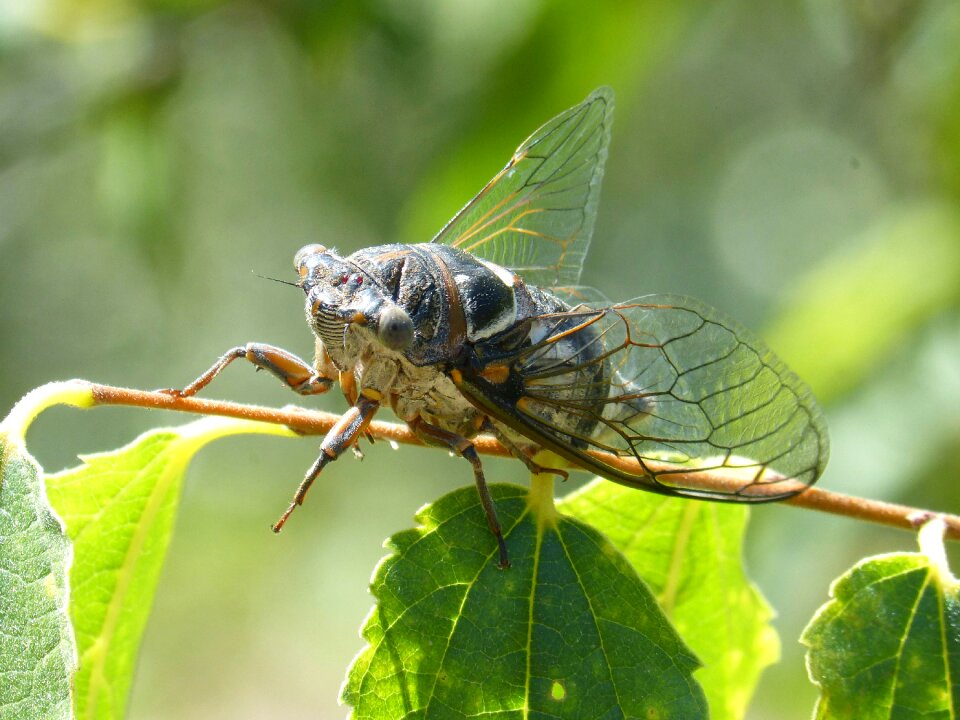 Summer cri-cri insect detail