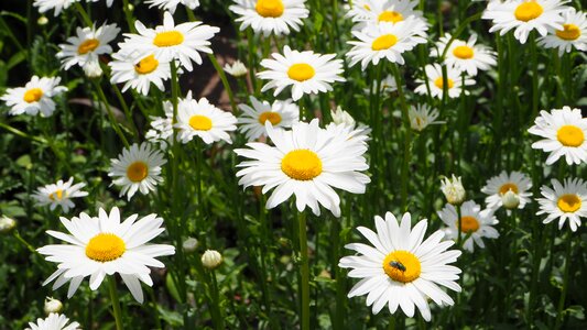 Flower nature green