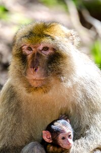 Macaque monkey animal