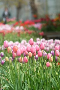 World flower botanical garden tulip flowers