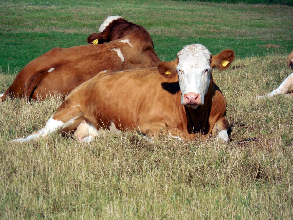 Pasture graze cattle breeding photo