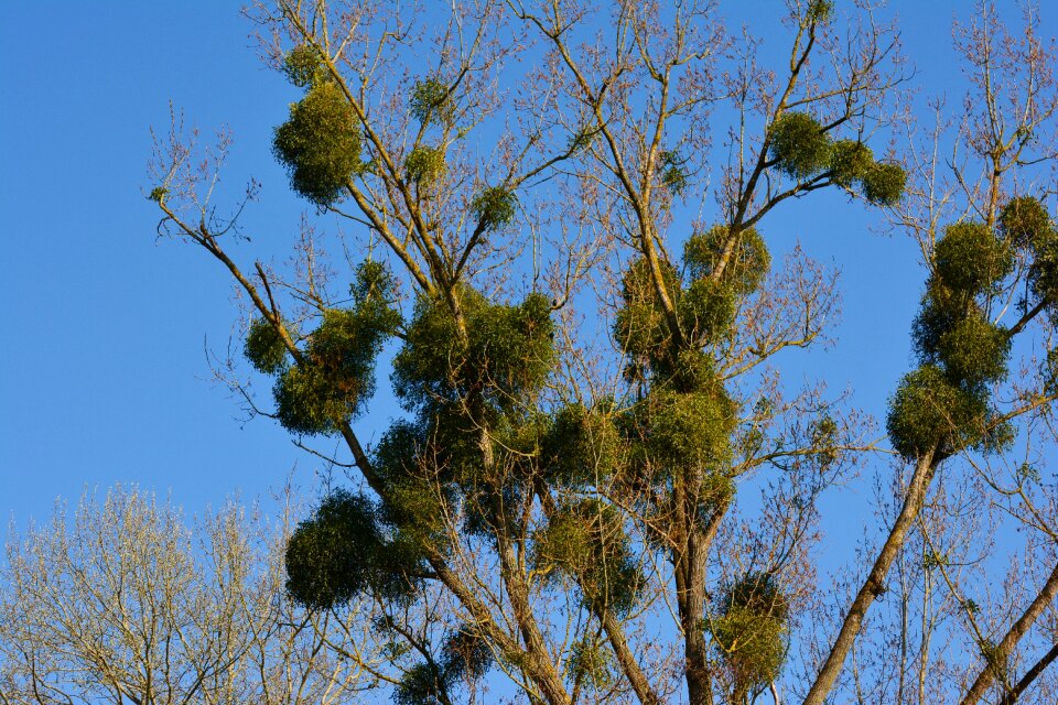 Tree plant santalaceae parasitic tree