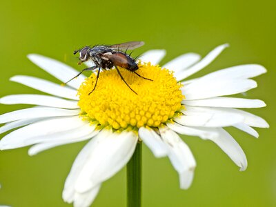 Insect animal nature