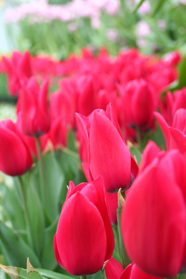 Red flowers tulip world flower botanical garden