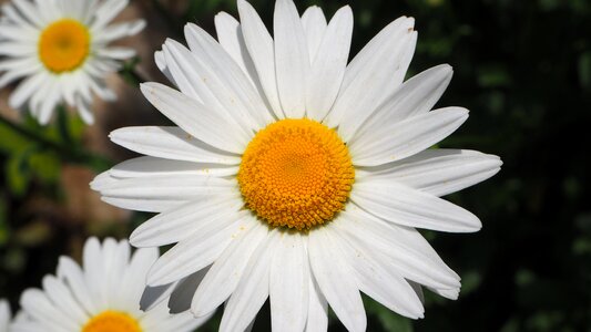Flower nature green