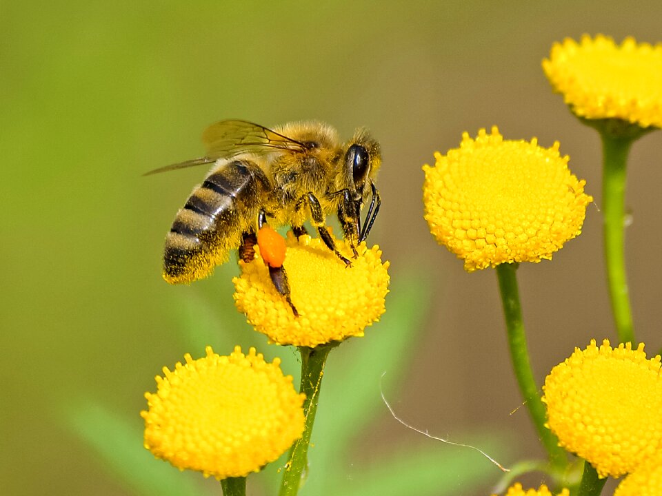 Insect nature animal