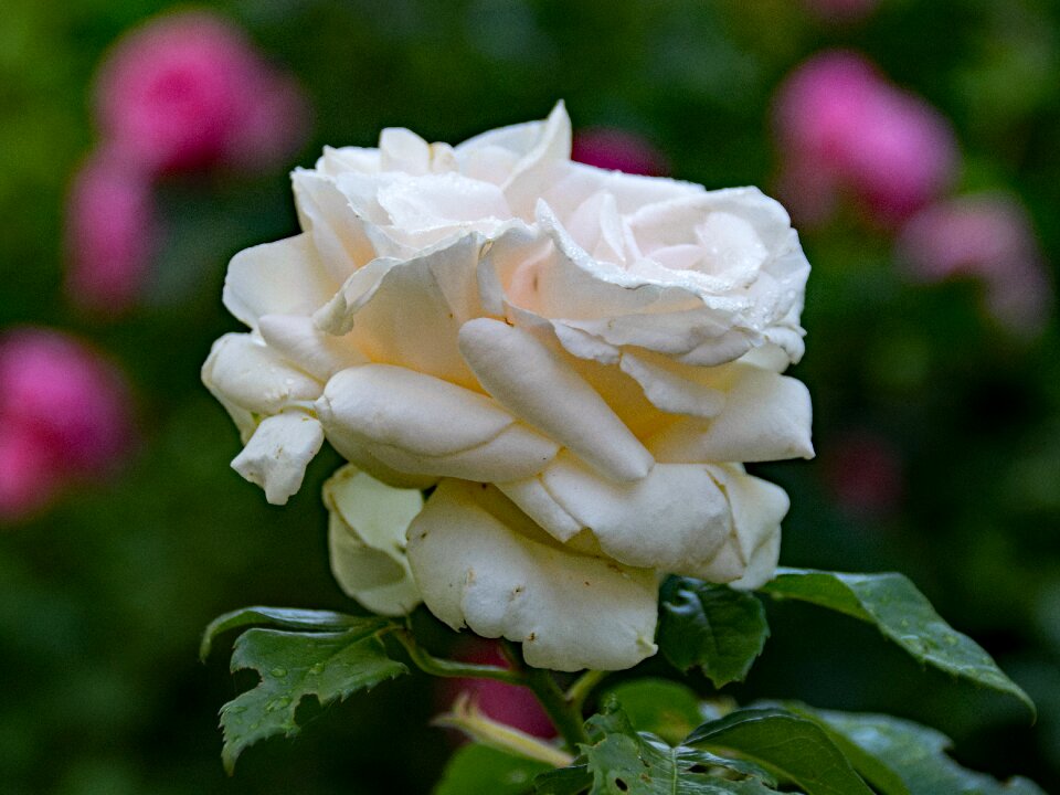 World rose flowers white