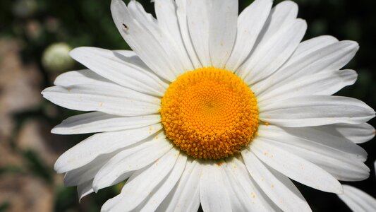 Flower nature green