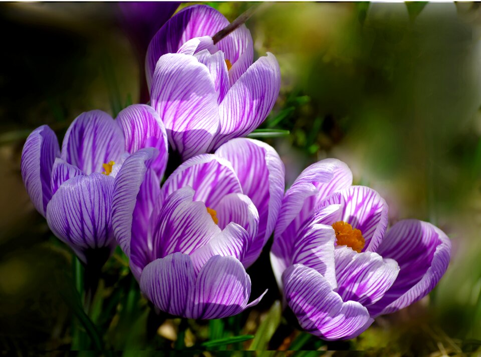 Flower nature spring
