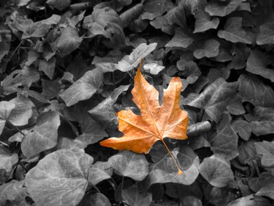 Nature season autumn leaves photo