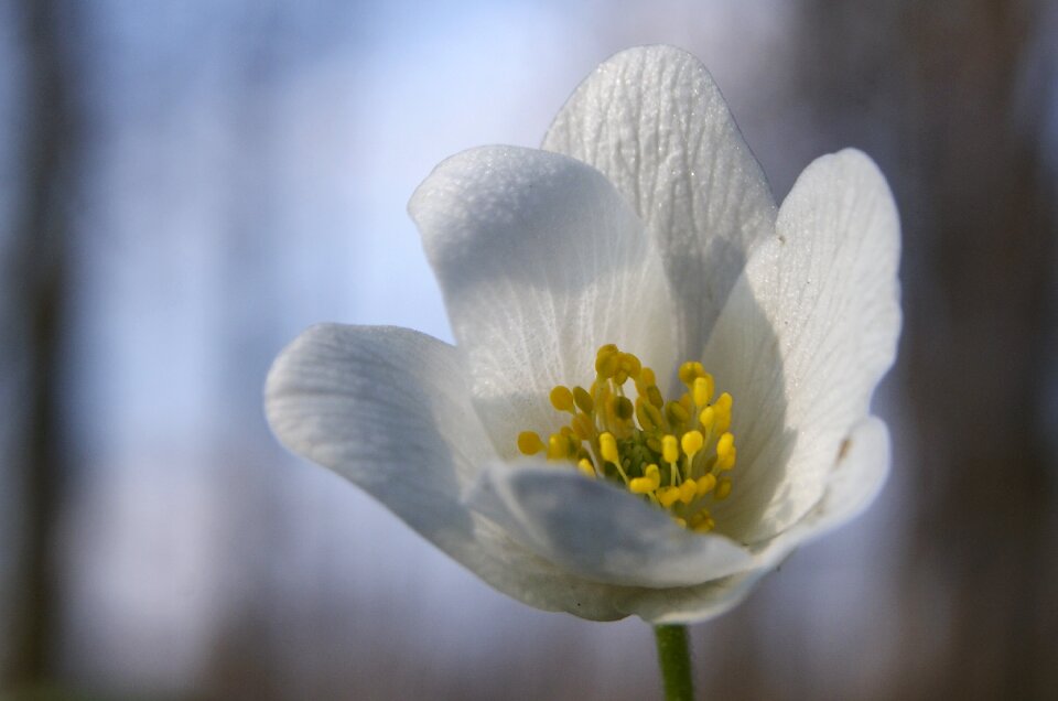 Anemone yellow cream
