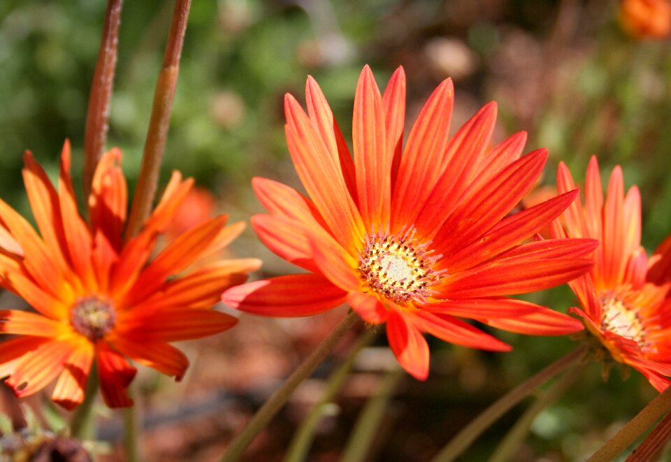 Close up colorful nature