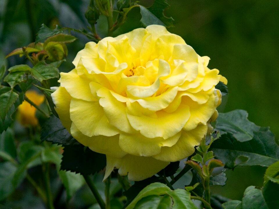 Flowers yellow blossom