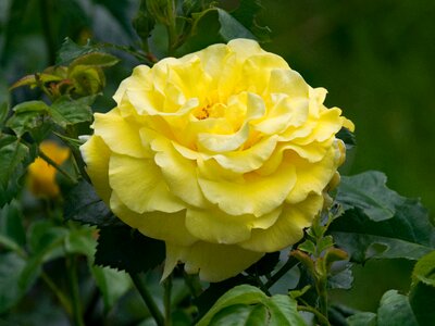 Flowers yellow blossom