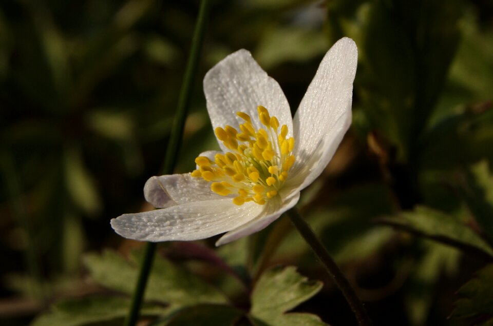 Summer the delicacy flower