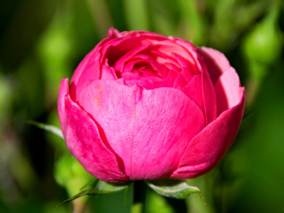 Flowers pink blossom