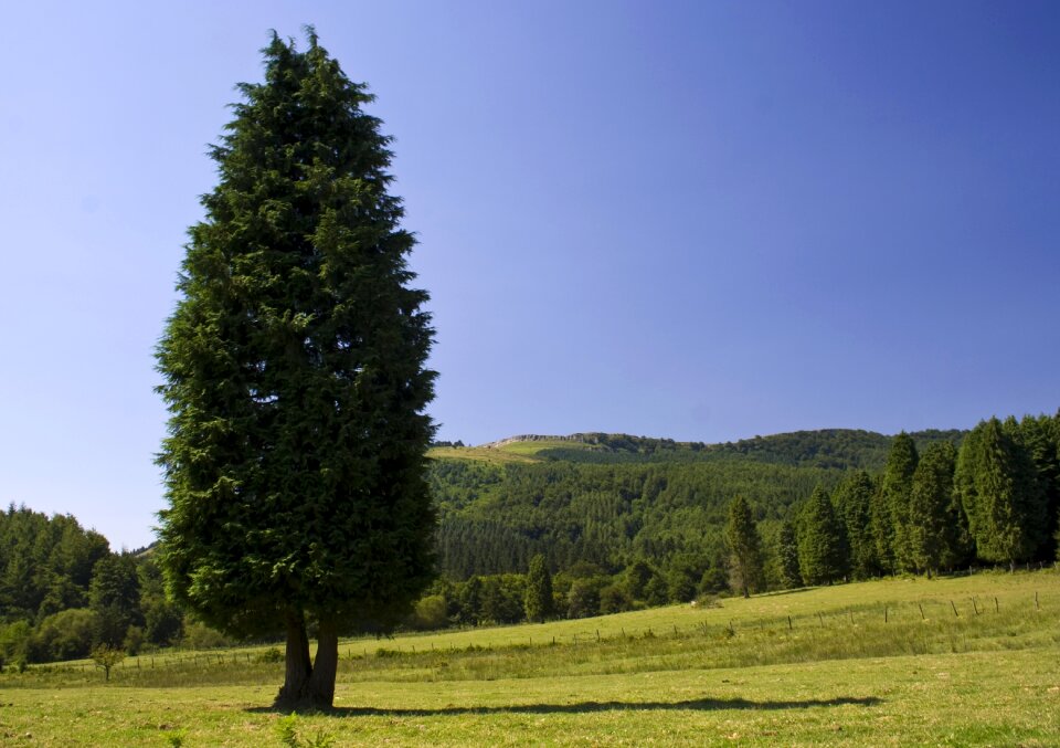 Prato coniferous tree nature