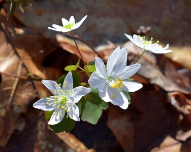 Newly-open sunshine blossom photo