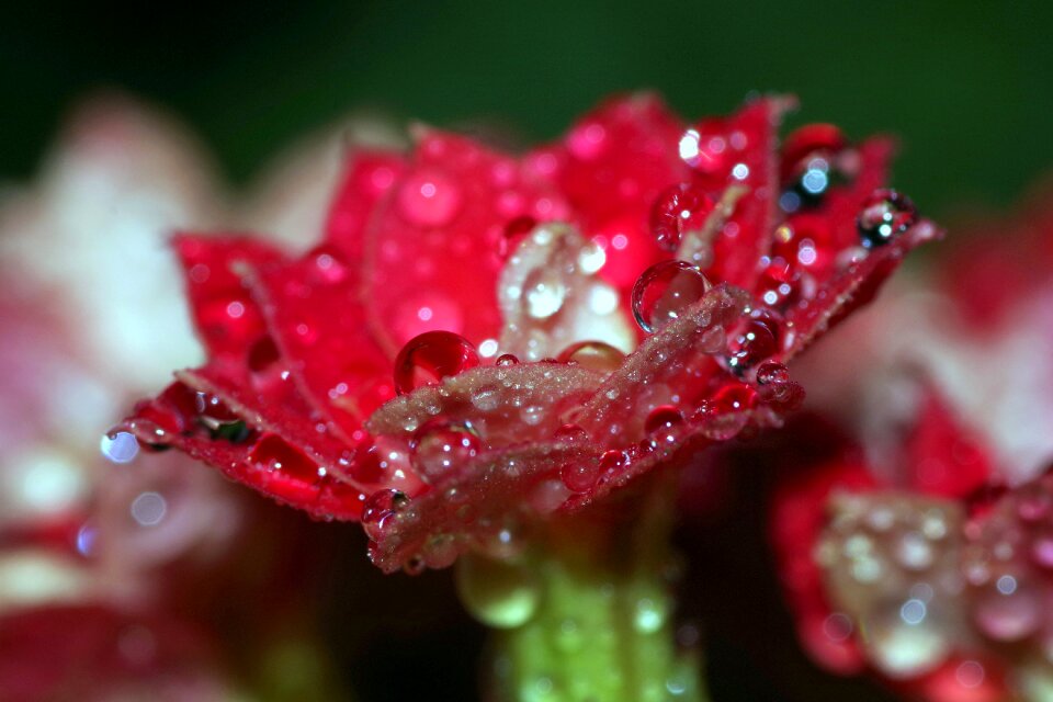 Raspberry red water