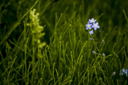 Floral spring blossom