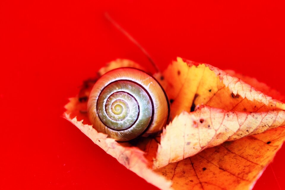 Fall leaves nature shell