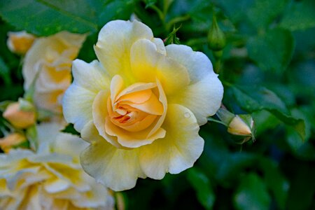 Flowers yellow white