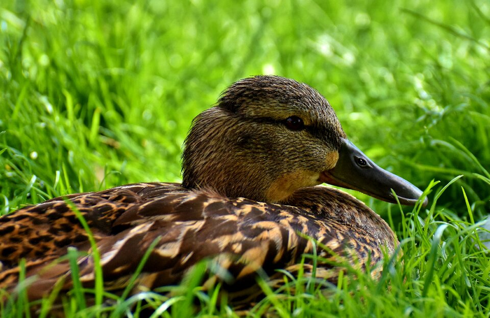 Duck bird nature bird
