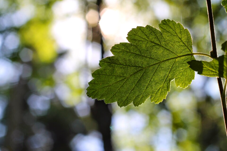 Leaf forest seattle