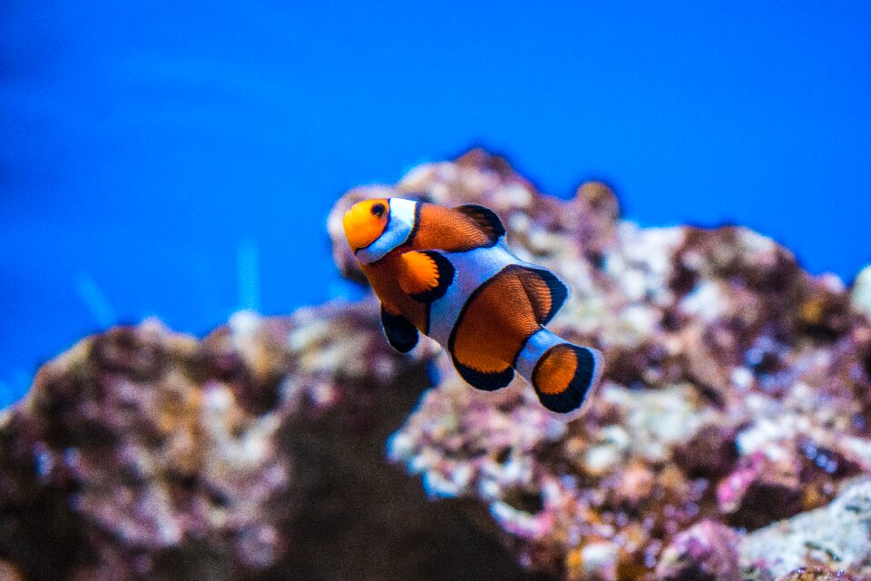 Nemo aquarium nature photo