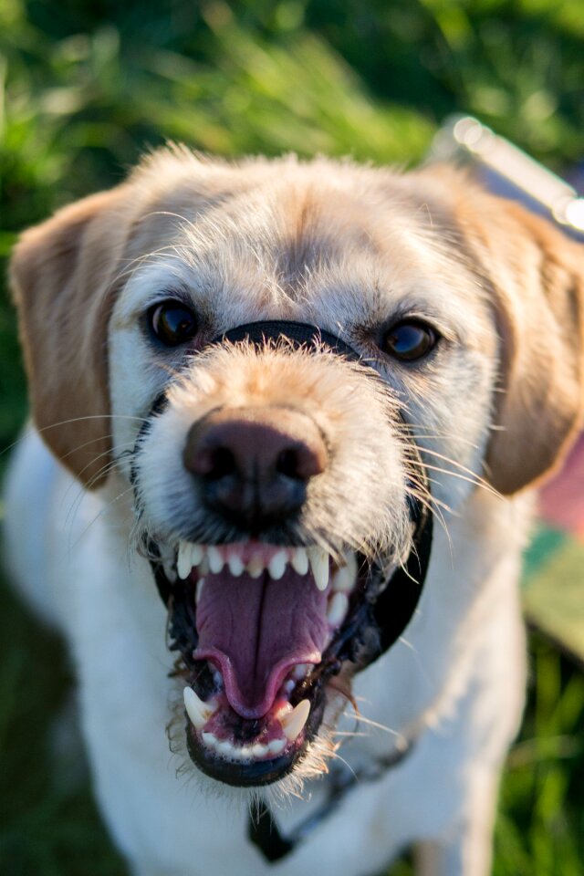 Muzzle haltie teeth