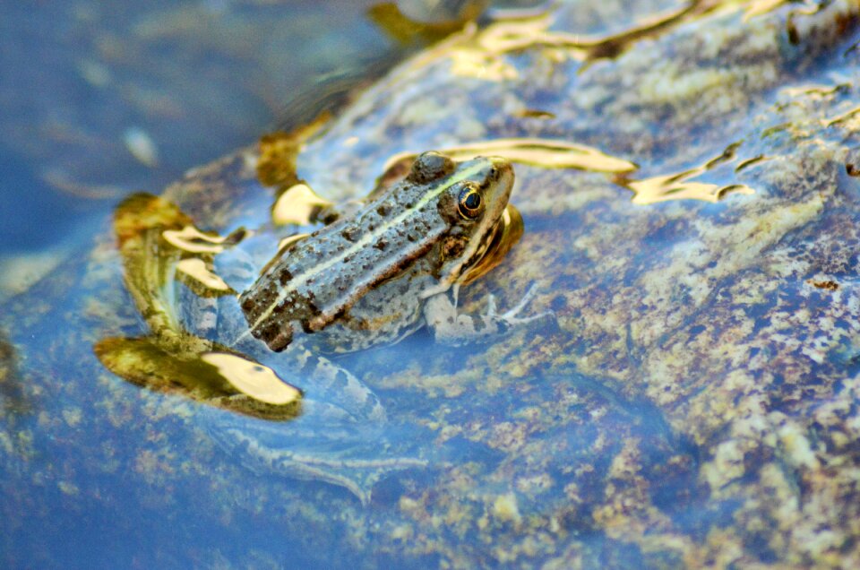 Water nature animal