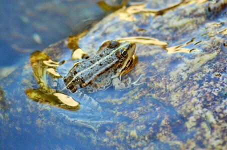 Water nature animal
