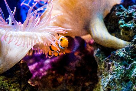 Nemo aquarium reef photo