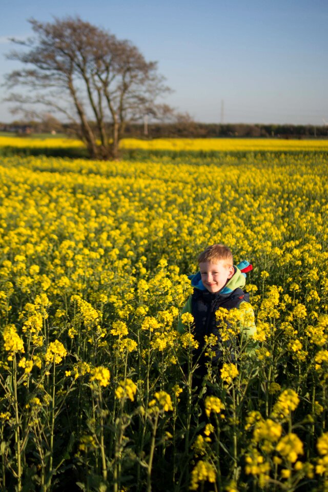 Hide and seek tree rapeseed