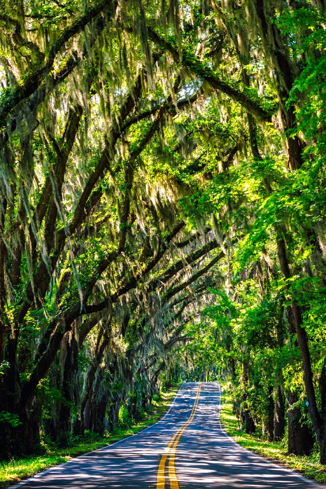 Travel canopy spanish moss