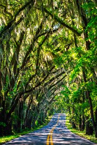 Travel canopy spanish moss photo