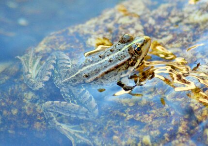 Water nature animal